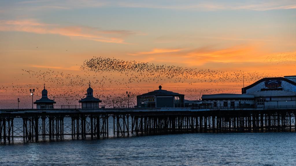 The Magic of Murmuration and Self-Management in Organizations 5